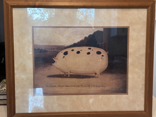 The Gloucester old Spot claimed 1st prize. M.R.Wiscombe Large Print Framed