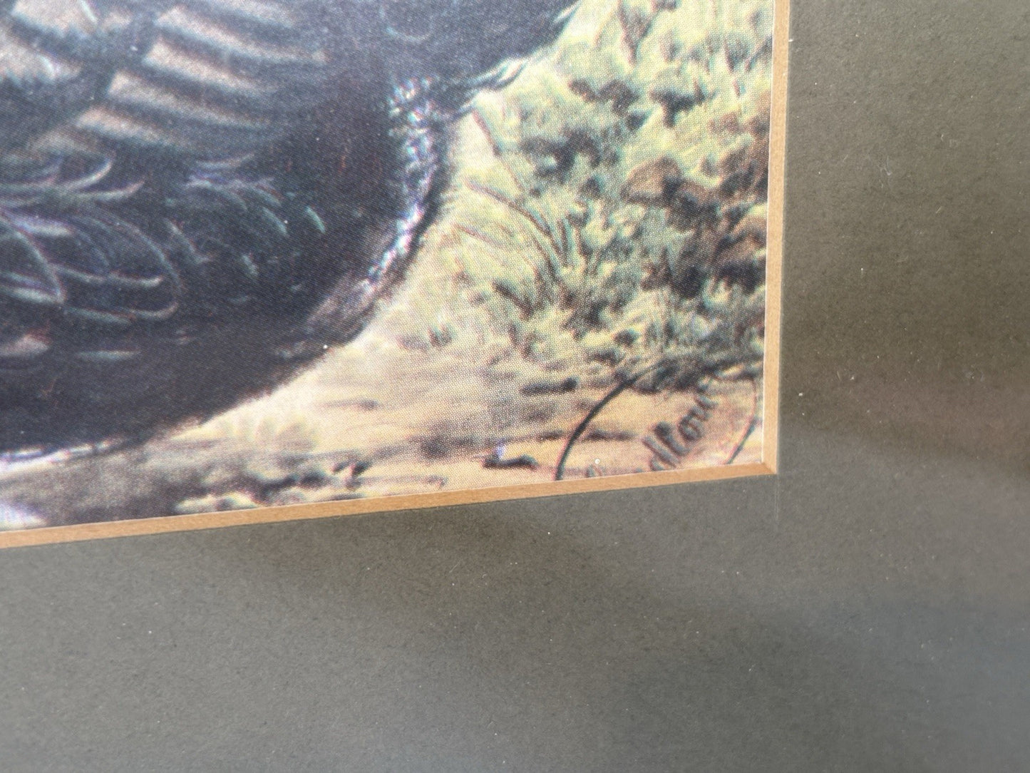 Vintage Rooster Cockerel HenChicken Prints Wooden Framed Art Set Of 2