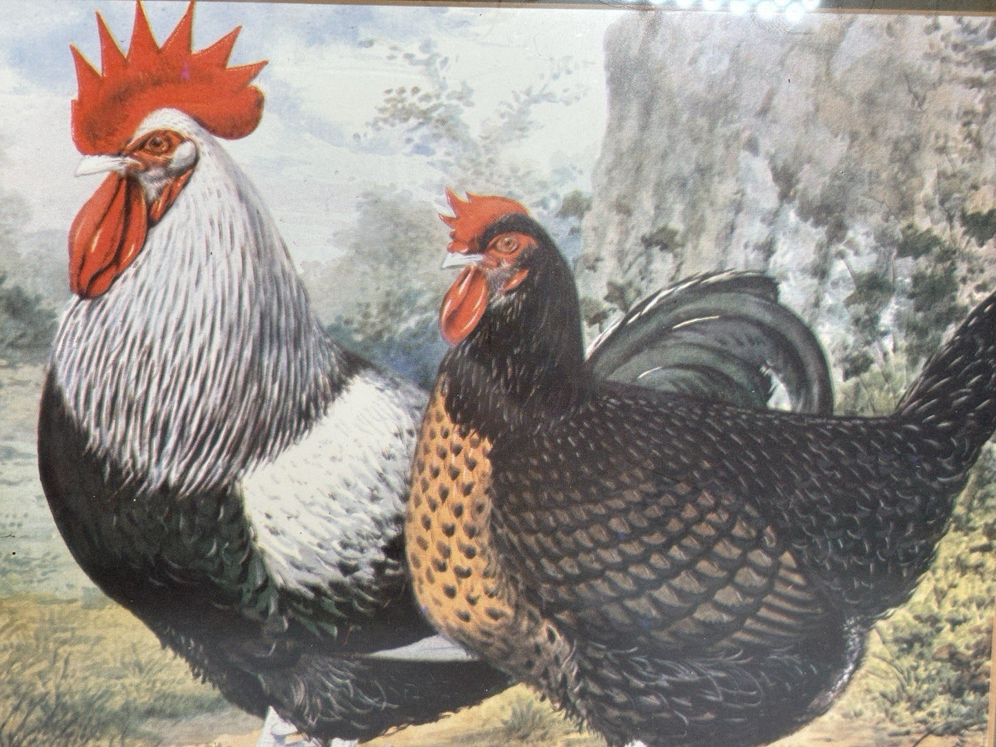 Vintage Rooster Cockerel HenChicken Prints Wooden Framed Art Set Of 2