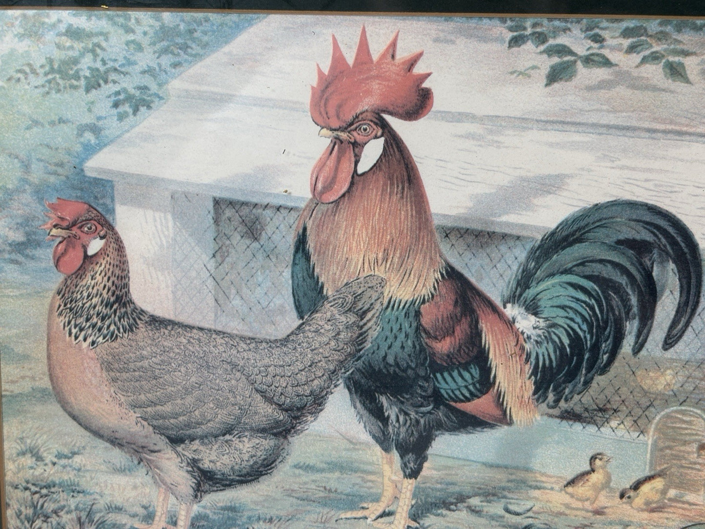 Vintage Rooster Cockerel HenChicken Prints Wooden Framed Art Set Of 2